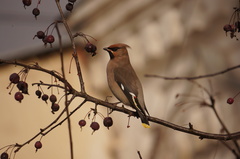 Bombycilla garrulus