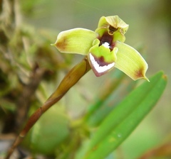 Maxillaria notylioglossa