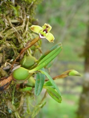 Maxillaria notylioglossa