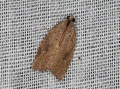 Meritastis laganodes