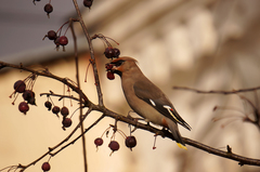 Bombycilla garrulus