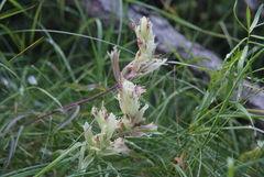 Castilleja pallida yukonis