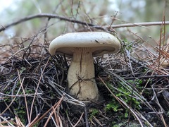 Clitopaxillus alexandri