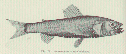 Largescale Neoscopelid