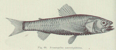 Large-Scaled Lantern Fish photo 2