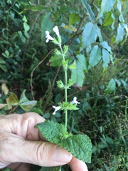 Salvia obtusata