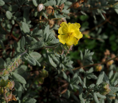 Helianthemum stipulatum