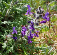 Salvia lanigera