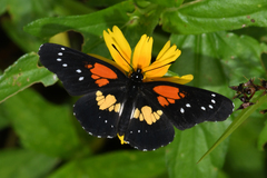 Chlosyne gaudialis gaudialis