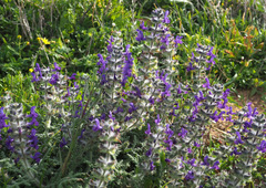 Salvia lanigera