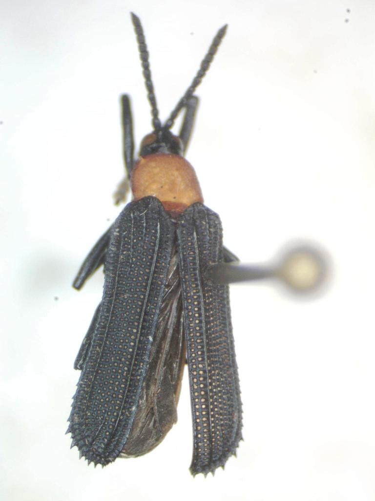 Xenochalepus rufithorax