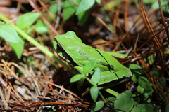 Hyla euphorbiacea