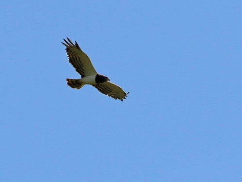 Black-chested Snake-Eagle