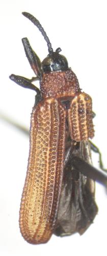 Chalepus lateralis · iNaturalist
