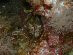 Parablennius incognitus