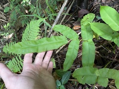 Hemidictyum marginatum
