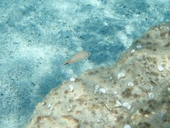 Diplodus