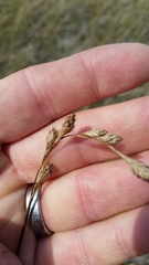 Carex silicea