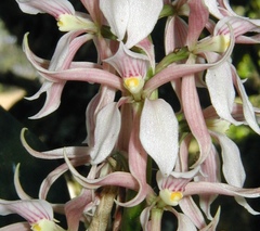 Prosthechea allemanoides