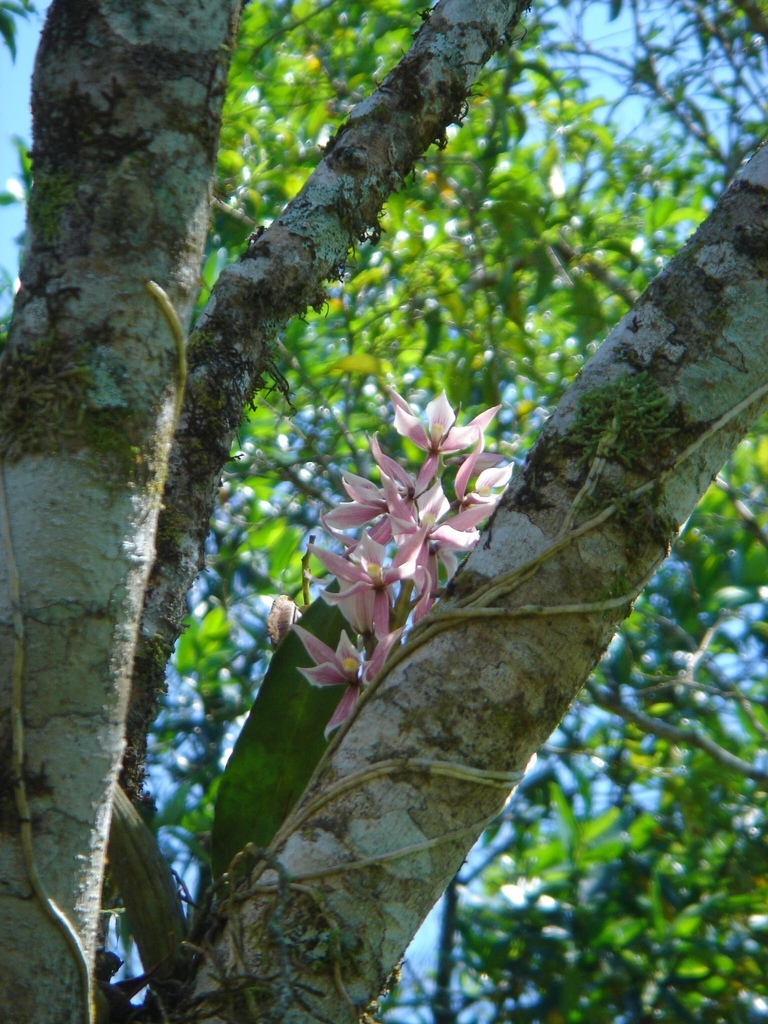 Epidendrum allemanioides Hoehne 3