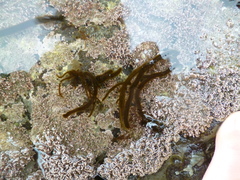 Myriogloea intestinalis