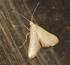 Endotricha dispergens