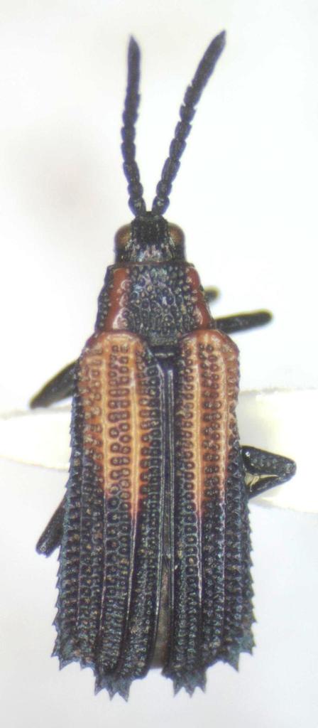 Pentispa clarkella