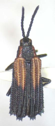 Pentispa clarkella