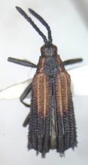 Pentispa clarkella