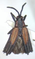 Pentispa clarkella