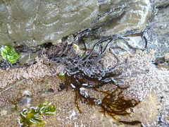 Myriogloea intestinalis
