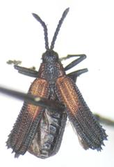Pentispa clarkella