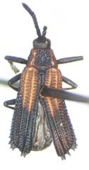 Pentispa clarkella