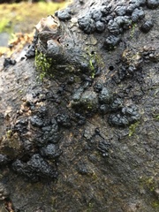 Chaetosphaerella phaeostroma