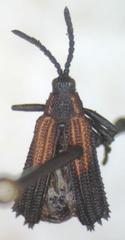 Pentispa clarkella