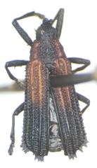 Pentispa clarkella