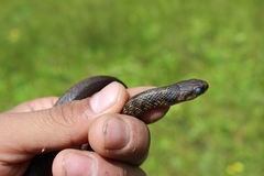 Thamnophis lineri
