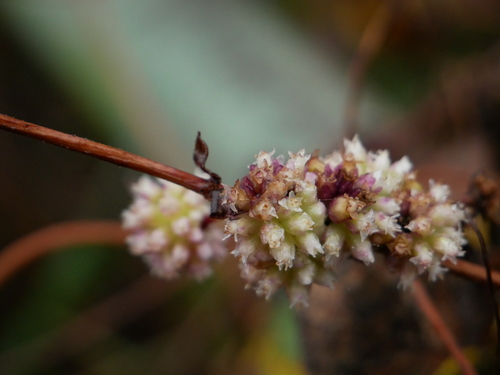 Cuscuta europaea iNat (2)
