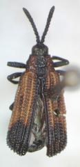 Pentispa melanura