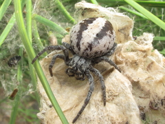 Stegodyphus lineatus