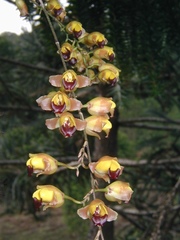 Gomesa echinata
