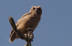 Bubo virginianus