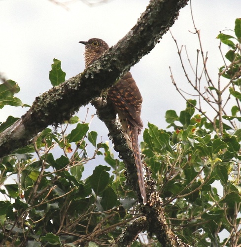 iNaturalist image