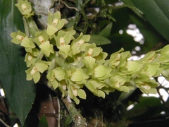 Gomesa planifolia