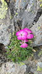 Dianthus pavonius