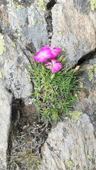 Dianthus pavonius