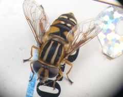 Helophilus intentus