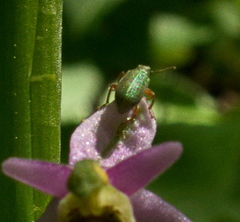 Polydrusus pterygomalis