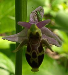 Polydrusus pterygomalis