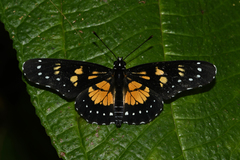 Chlosyne narva bonpland